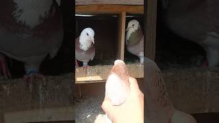 dobaz kabutar #ytshorts #viral #pigeonlover #kabutar