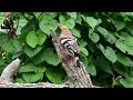 【羽繕い中】ヤツガシラ eurasian hoopoe