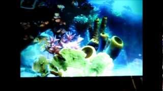 SIM Aquarium Live Wallpaper