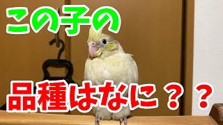 オカメインコ　この品種はなに？