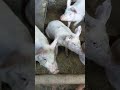 子豚たちびっくり🐷