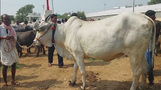 దేవరకద్ర సంతలో భారీ సైజులో ఉన్న సూడి ఆవు | Biggest cow | cow mandi | cow ‎@purnafarms 