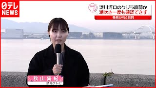 【クジラ衰弱か】一度も“潮吹き”確認できず  発見から4日目  大阪・淀川河口