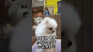 貝貝寵物專業犬舍-小型  3個月大 松鼠博美 21號