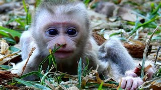 New baby Lily very sad when mother monkey Libby left alone