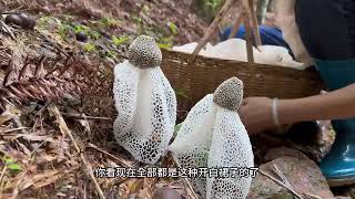 Amazing Skirt Mushrooms