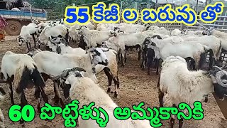 నెల్లూరు జుడిపి పెద్ద పొట్టేళ్ళు 6302039854 BIGGEST SHEEP BAKRA #Nellore