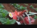 nichino 日農牌 power tiller cultivator hand tractor 中耕管理機 850s 5