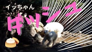 デート中にダッシュ！　ホッキョクグマ　ゴーゴとイッちゃんの水辺デート　よこはま動物園ズーラシア　しろくま　仲良し　同居