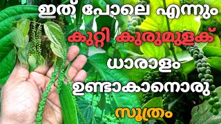 കുറ്റിക്കുരുമുളക് നിറയെ കായ്ക്കുവാനുള്ള ടിപ്സ്/Tips for growing of bush pepper in Growbag/Krishi tip