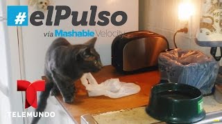 ¿Existe algo que no asuste a los gatos? | El Pulso | Entretenimiento