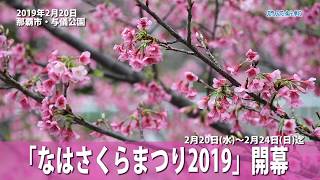 「なはさくらまつり2019」開幕