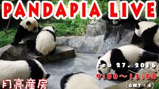 Pandapia live 20160416 2015級熊貓寶寶成長直播