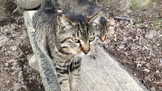 モフる手目掛けてまっしぐらに飛んで来る甘えん坊キジトラ猫ニャッハー