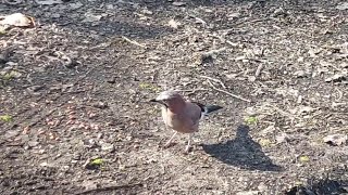 Jay in the Woods