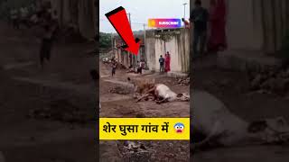 शेर घुस गया गांव में फिर देखो क्या हुआ 😨 Sher Gaon me Ghus gaya Hindi short video Dikhao #shortvideo