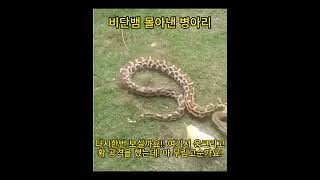 Shorts Ep.124 비단뱀을 물리친 병아리의 공격력, 숨겨진 무림고수인가? a chick defeats a python