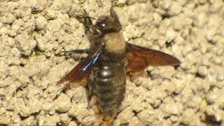 The violet carpenter bee - Drvodělka fialová (Xylocopa violacea) - ♂