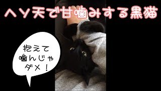 ヘソ天で甘噛みする黒猫