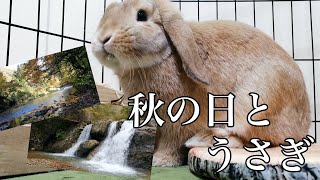 とある秋の日とロップイヤーのウサギさん【ろっぷ日記66】