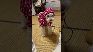 カッパが嫌で不貞腐れる犬。