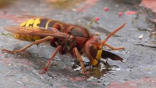 Hornert and wasps. Hornisse und Wespen (Vespula germanica)