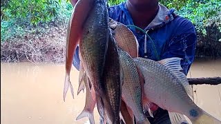 Mancing Di Pagi Hari Di Sungai keruh,Tak di sangka Ikanya ganas ganas