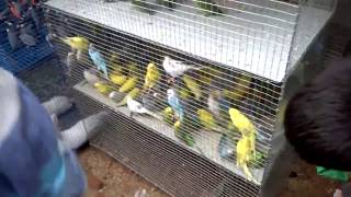 Mahisadal rath yatra festival | bird shop in the mela of rath