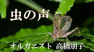 🍁虫の声🍁~Mushinokoe~歌詞入り