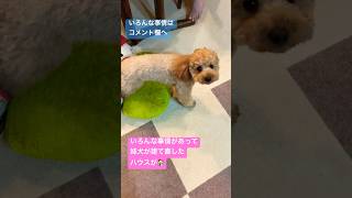 劇的！ビフォーアフター！姉犬が建て直したハウスの今は？　#shorts