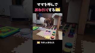 ママを呼んでおねだりするシェルティ【会話ボタンでしゃべる犬】 #shorts  #dog