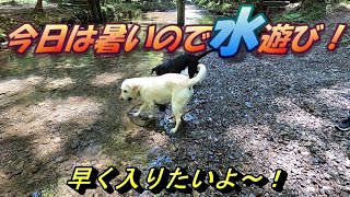 【マーロン初めての川！】暑かったので川で水遊び～♪　ラブラド－ルレトリバー　 Labrador Retriever