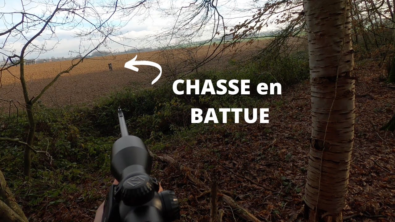 Chasse Aux Sangliers En Battue - YouTube