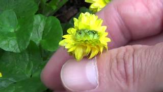 Mutant Conjoined Flower Ranunculus ficaria Lesser celandine 5-3-2019 | Organic Slant