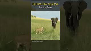 Elephant's Shocking Attack on Lion Cubs