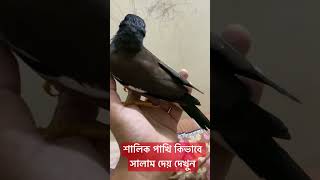 শালিক পাখি কিভাবে সালাম দেয় দেখুন#trending #shortvideo #youtubeshorts #shorts #trend