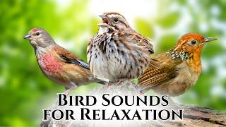 The Most Beautiful and Relaxing Bird Sounds in the World - Part 1