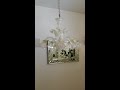 venetian chandelier gemma white gold 24k gold original murano glass