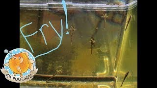 Farlowella Catfish - Summary of the Basics I have learned about breeding