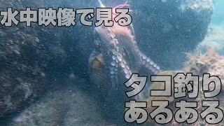 【水中映像】タコ釣りあるある ( Lose case of octopus fishing )