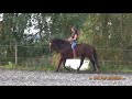 susanne lohas und tres belle frei geritten liberty riding