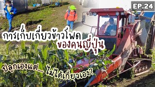 EP.24 | การเกษตรญี่ปุ่น : การเก็บเกี่ยวข้าวโพดปลูกเอง แต่ไม่ต้องเกี่ยวเอง?