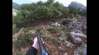 No6.Λαγος με κουρτσχααρ/ Hunting hare with GSP/chasse ala Lievre/caccia alla Lepre/la caza de Liebre