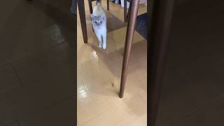 我が家のストーカーが可愛すぎた#shorts #ねこあるある #保護猫動画