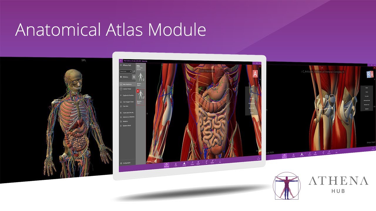 Athena Hub Anatomical Atlas Module Youtube