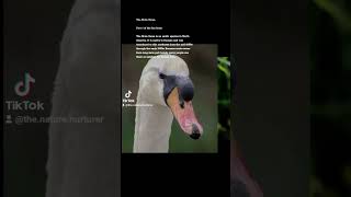 The Mute Swan, Part 1 of the fun facts #birds #naturescreation #funfacts