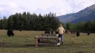 Alaska Yaks at Circle F Ranch