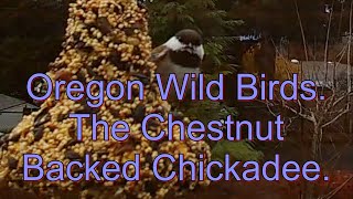 Oregon Wild birds. The Chestnut Backed Chickadee.