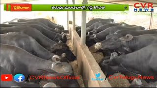 పశుగ్రాసం కొరతతో అల్లాడుతున్న మూగ జీవాలు :Cattle Facing Trouble With Fodder Scarcity | Warangal Dist