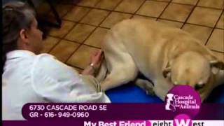 Keeping pets pain free